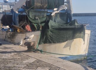 Gallipoli, case vacanza trasformate in “pollaio”: scoperti oltre cento ospiti in eccesso